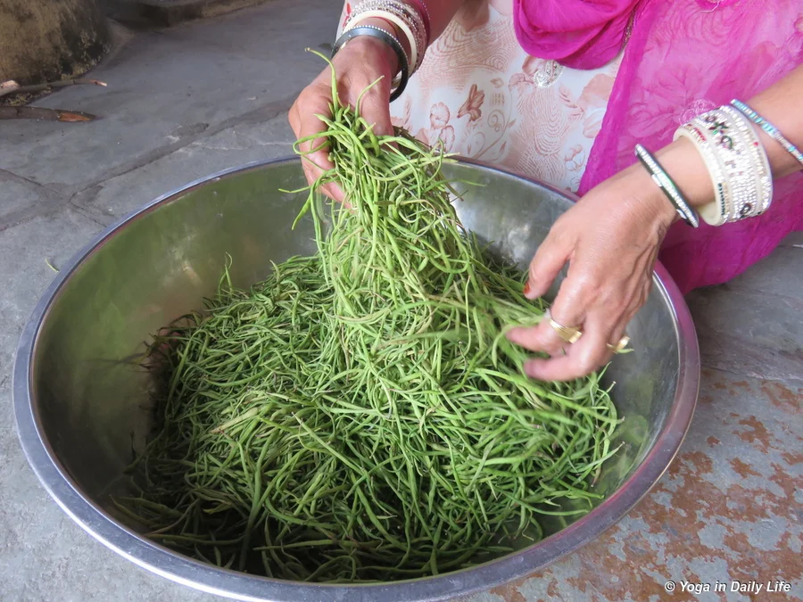 the tasty pod of the khejri tree 72dpi 1200 wm